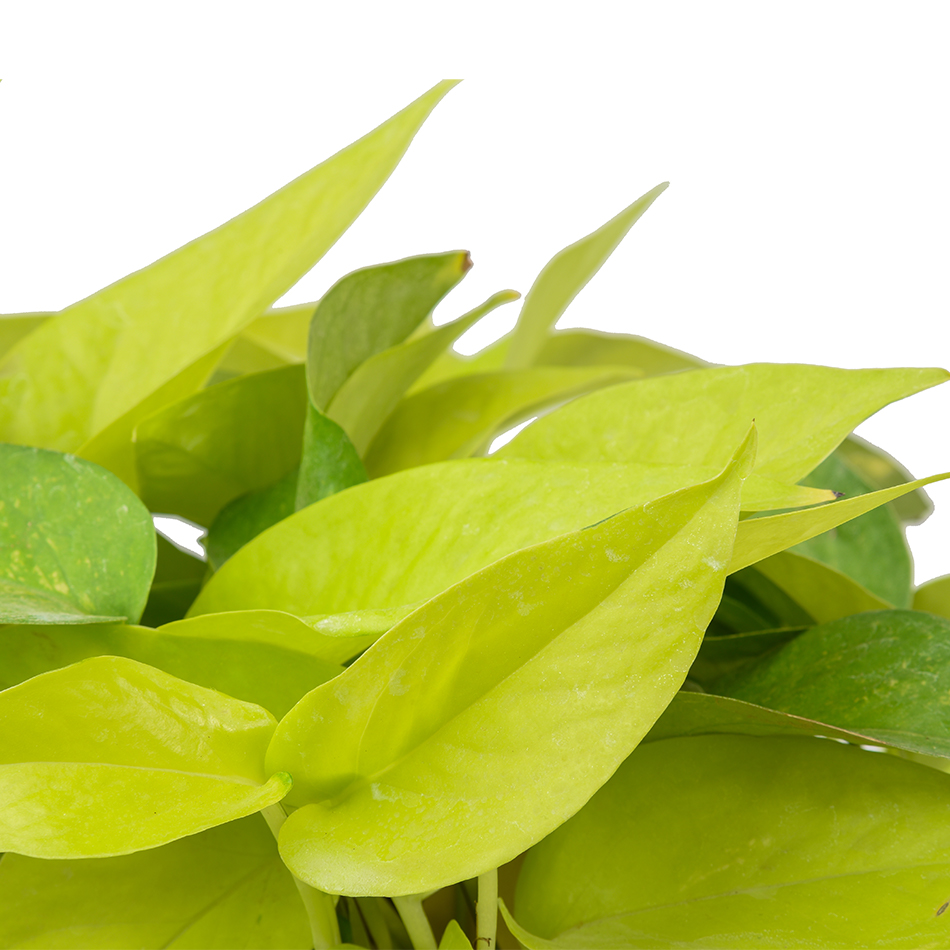 پتوس نئون (15 تا20سانتی&zwnj;متر)