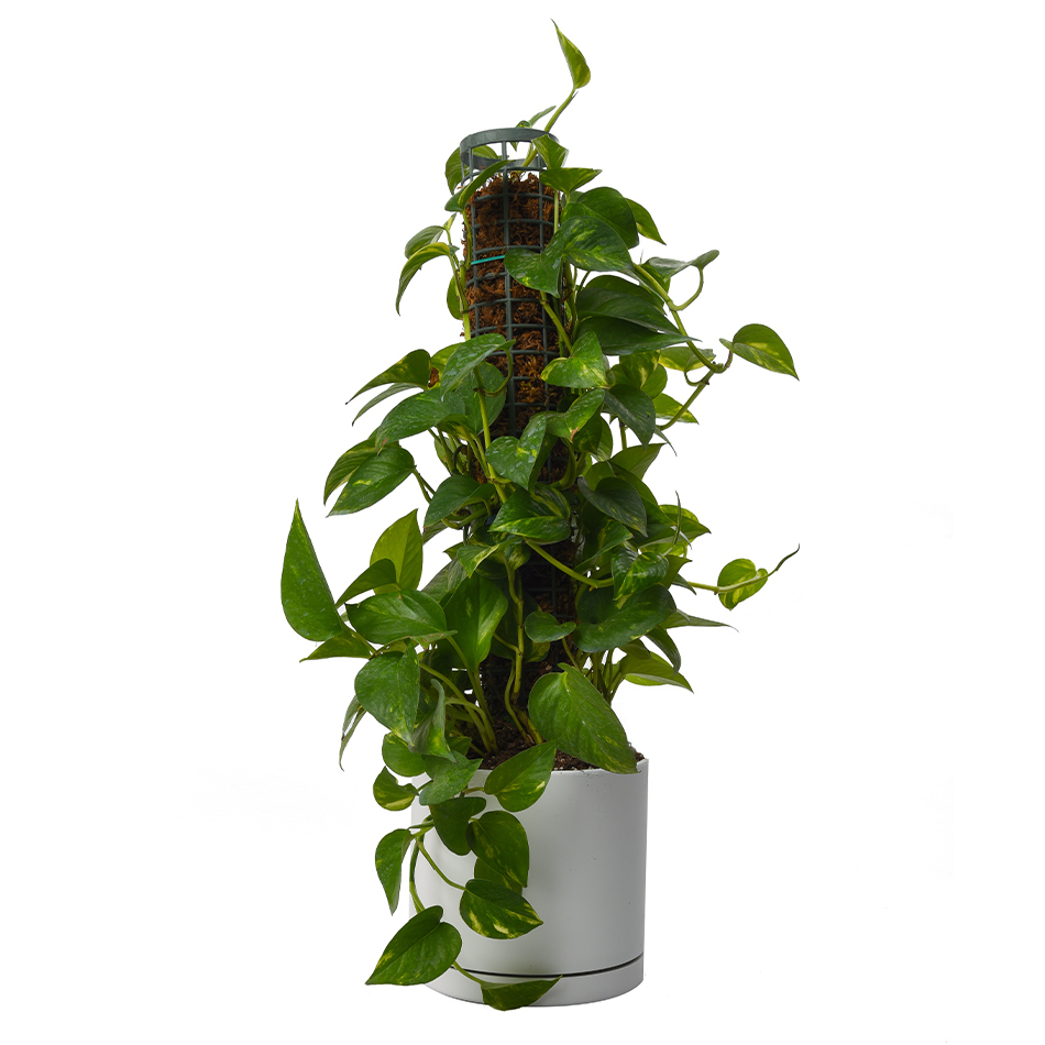 پتوس سبز پایه دار(40تا50سانتی&zwnj;متر)