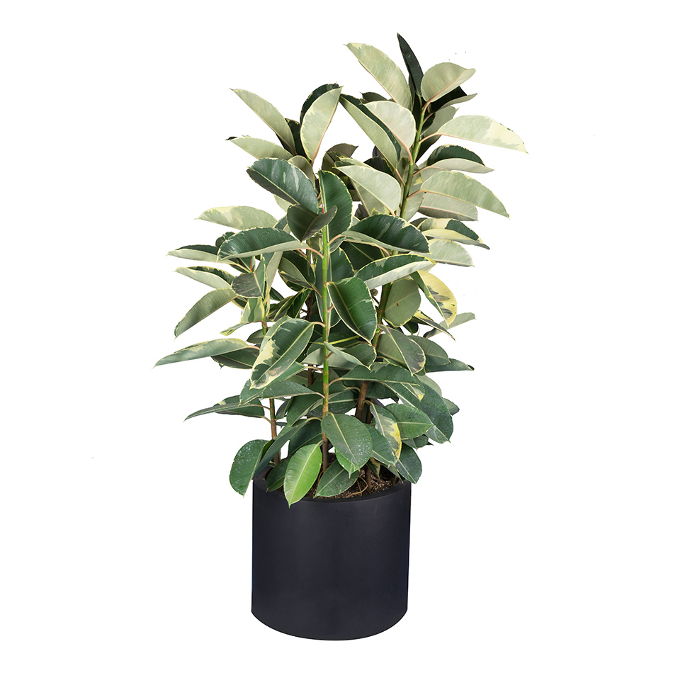 فیکوس ابلق(150سانتی&zwnj;متر)