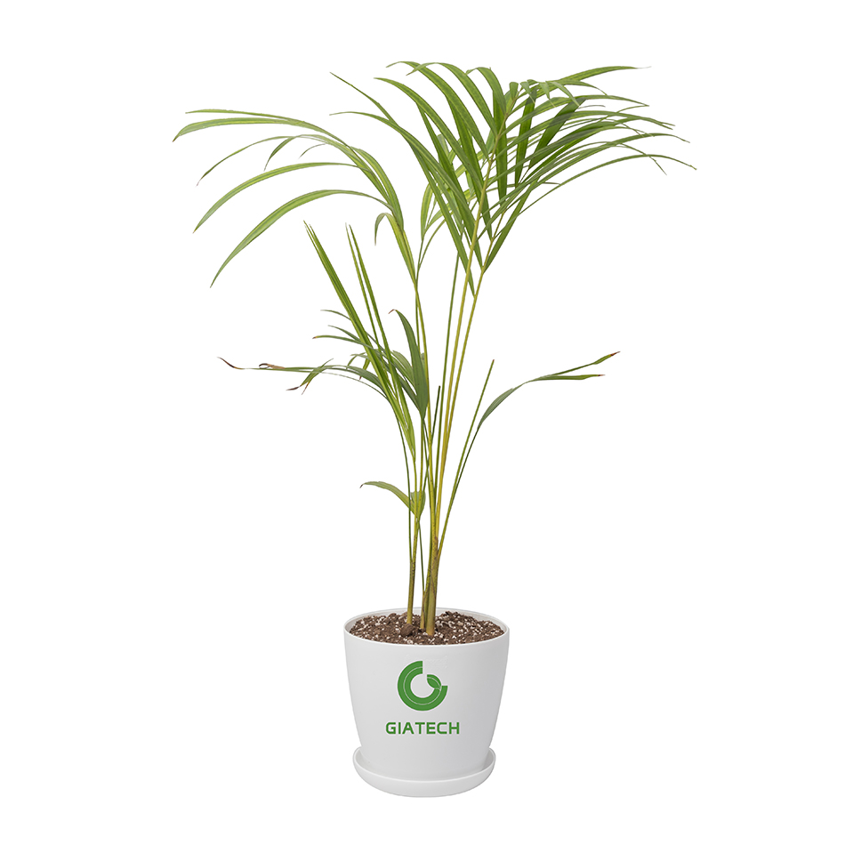 نخل اریکا(50تا 70سانتی&zwnj;متر) با گلدان پایه