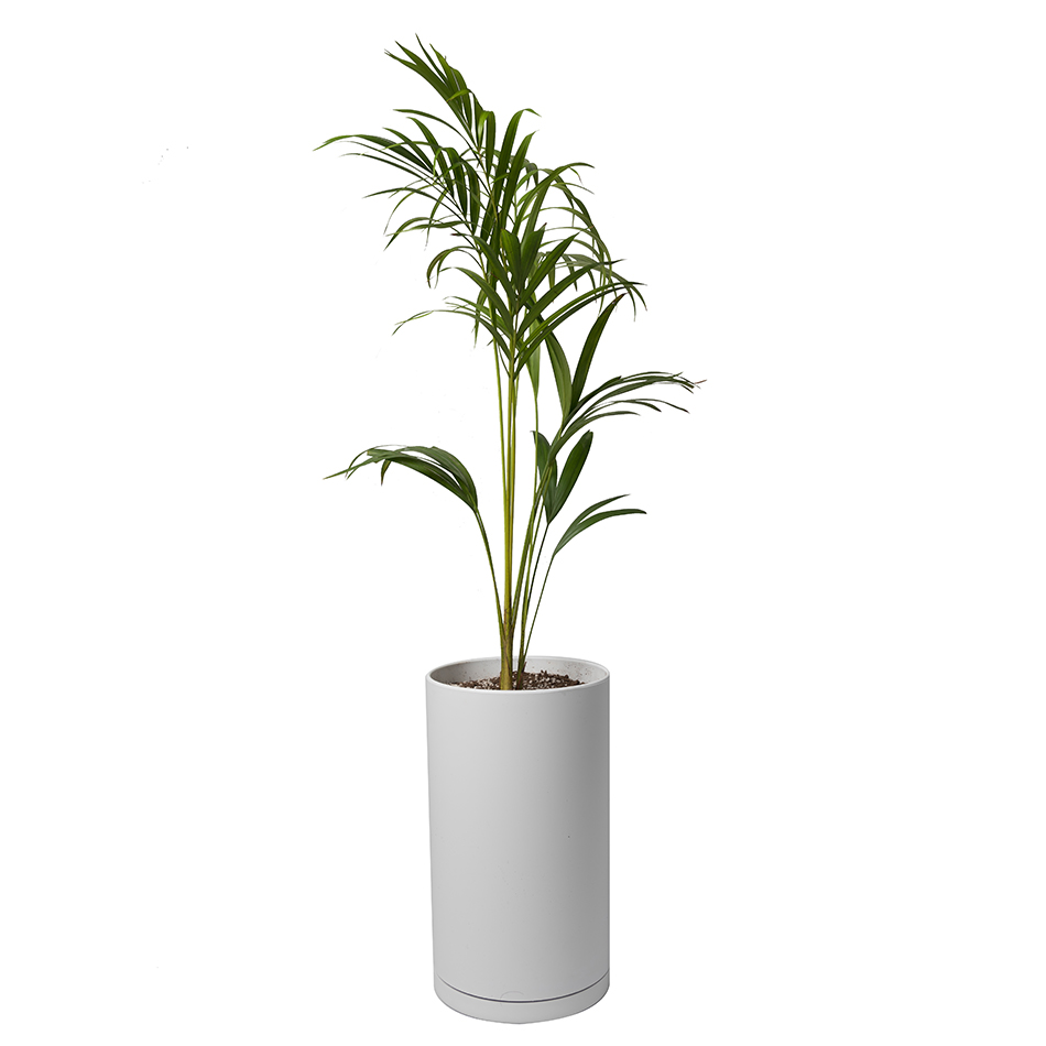نخل اریکا(50تا 70سانتی&zwnj;متر)