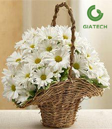 سبد گل داوودی