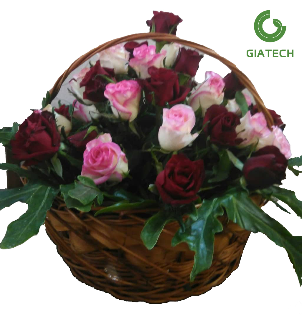 سبد رز هلندی