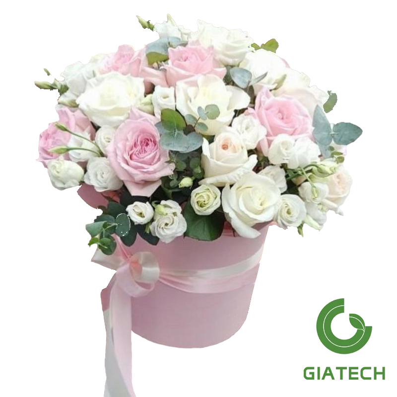 باکس گل رز هلندی