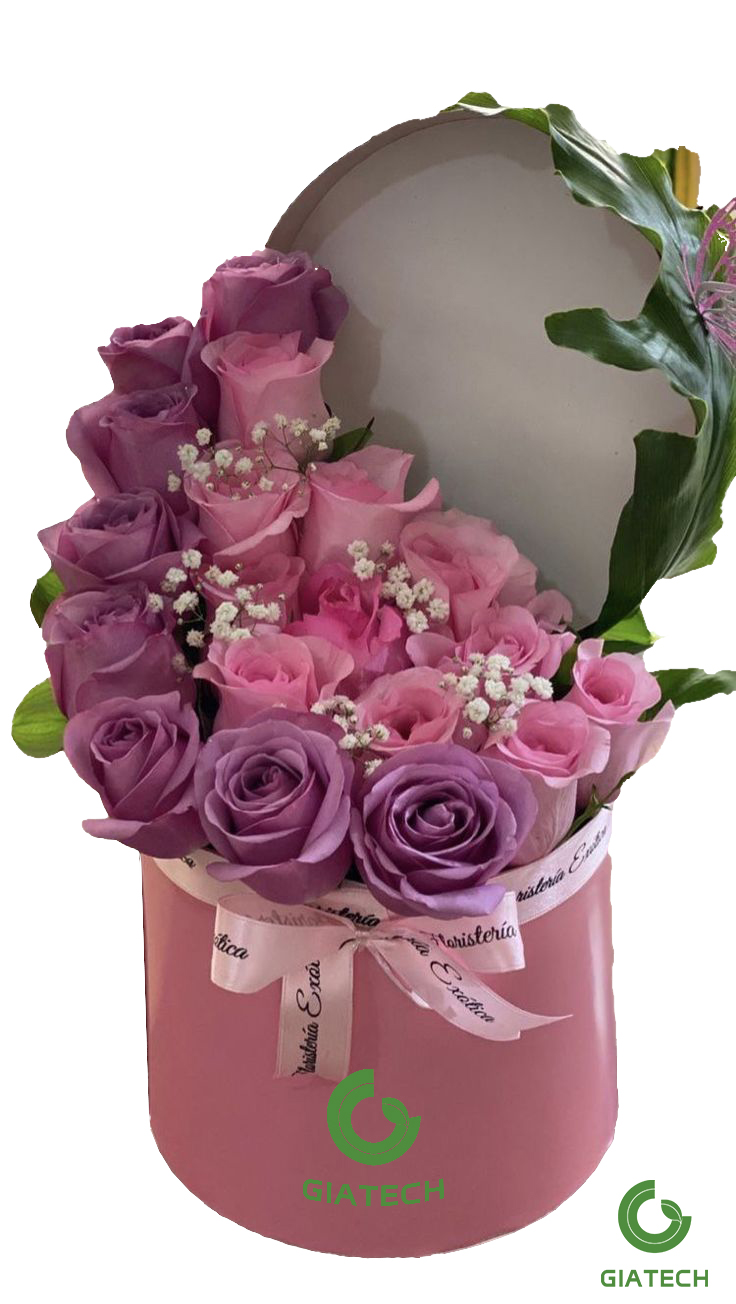 باکس گل رز هلندی